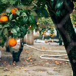 Garden - Rural I *
