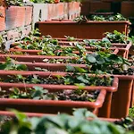 Gospodarstwo agroturystyczne Garden - Rural I *