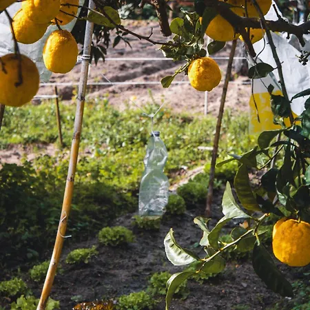 Garden - Rural I